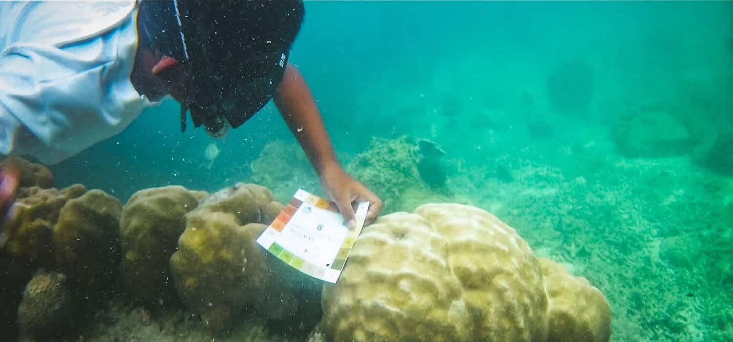 perhentian eco education project coral watch with kids