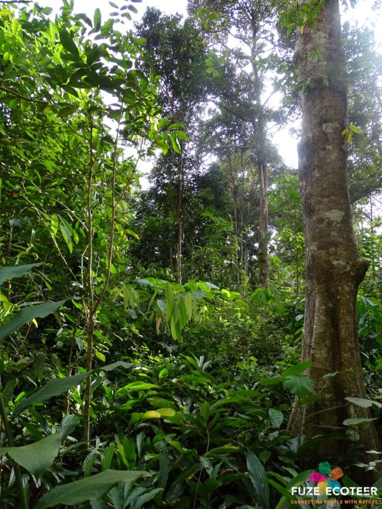dense rainforest with Merapoh nature