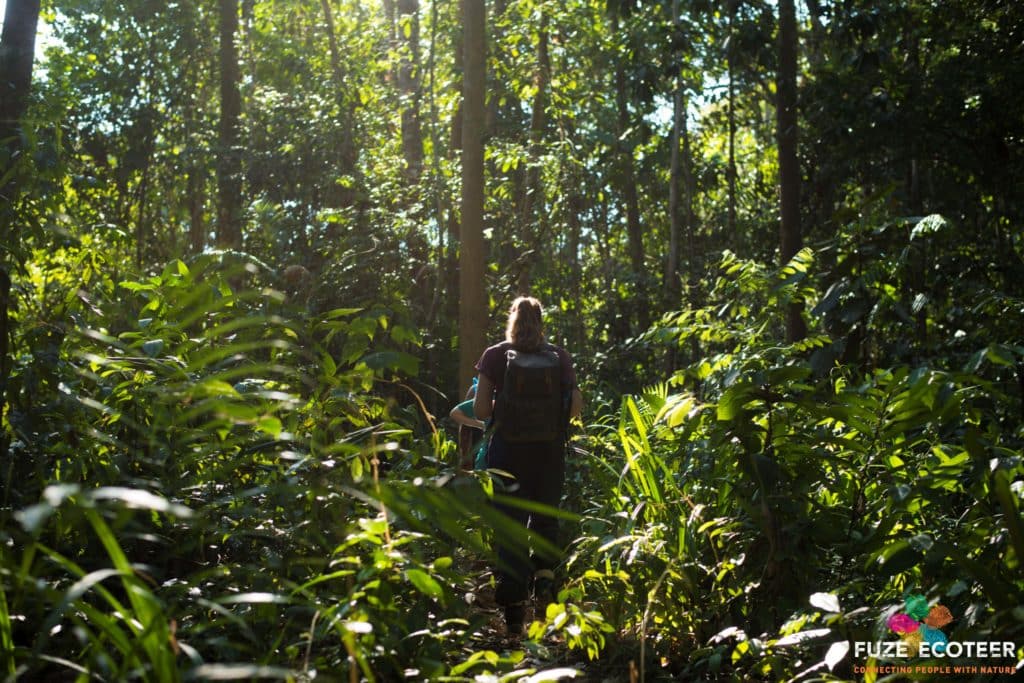 volunteer jungle trekking through Taman Negara - Merapoh nature