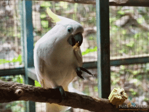 Bird conservation volunteer trip Indonesia - yellow crested cockatoo