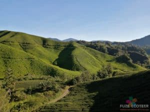 Cameron highlands tea plantation