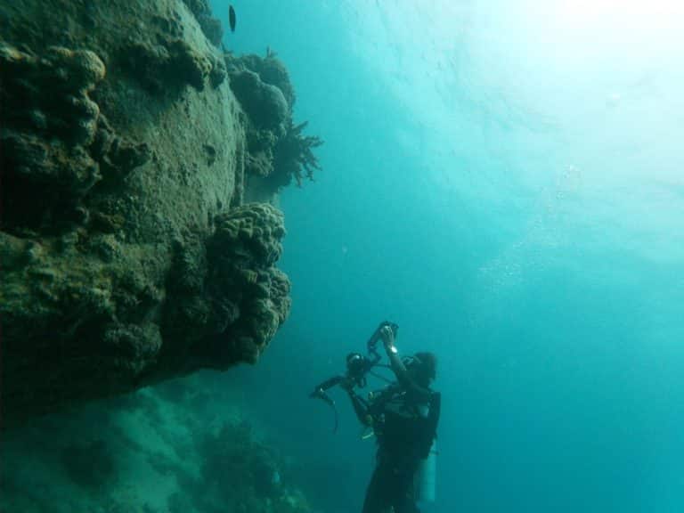 Dive into marine conservation