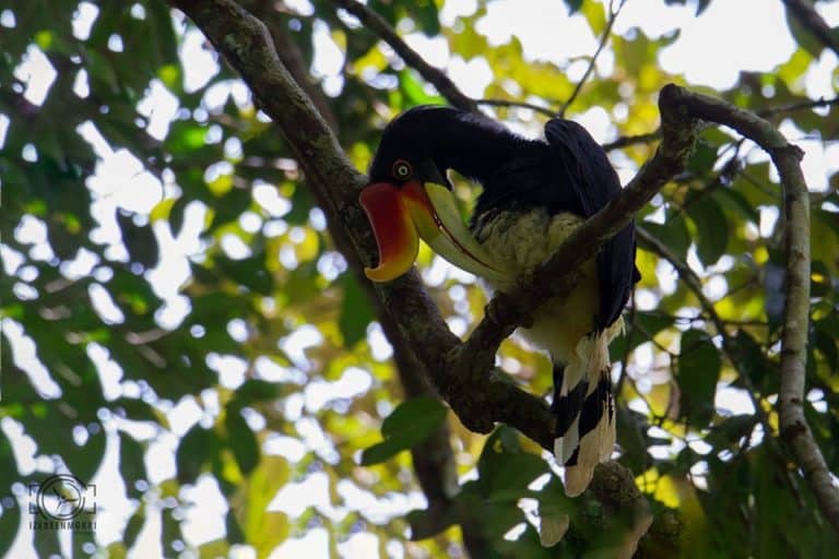 Rinoceros hornbill perched on a tree grooming itself.