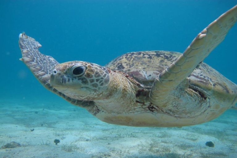 Perhentian Islands Turtle Adoption programme