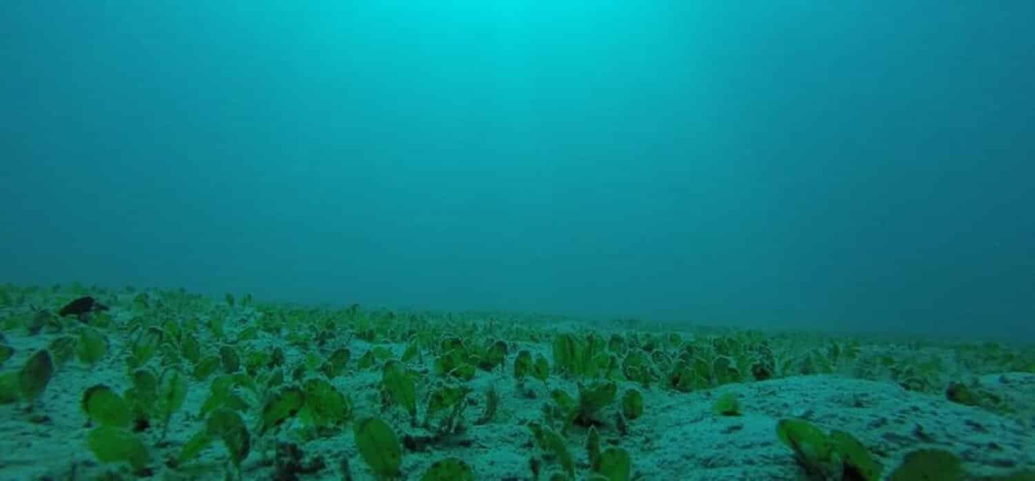 seagrass research perhentian marine research station Malaysia