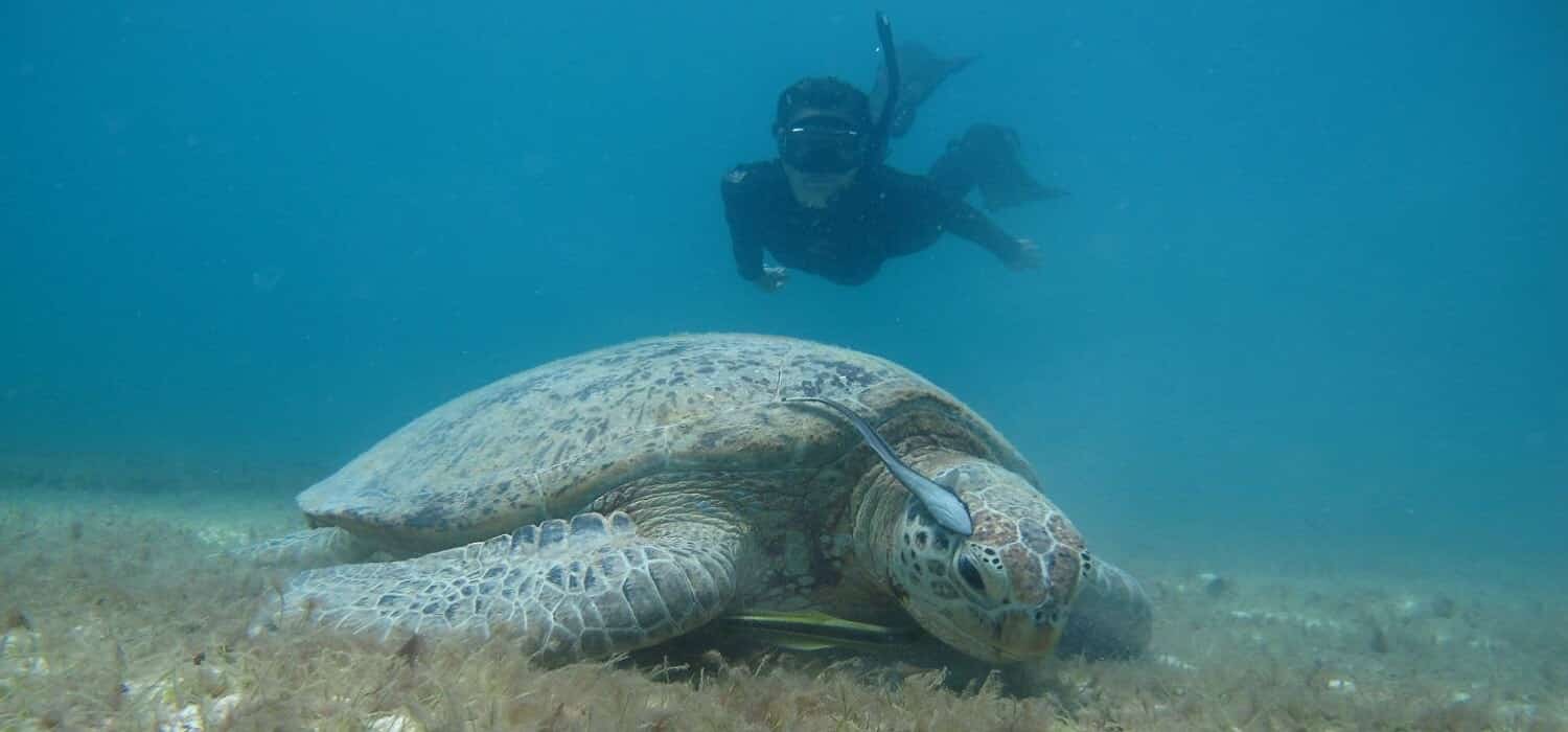 Turtle volunteer conservation project in Perhentian Malaysia