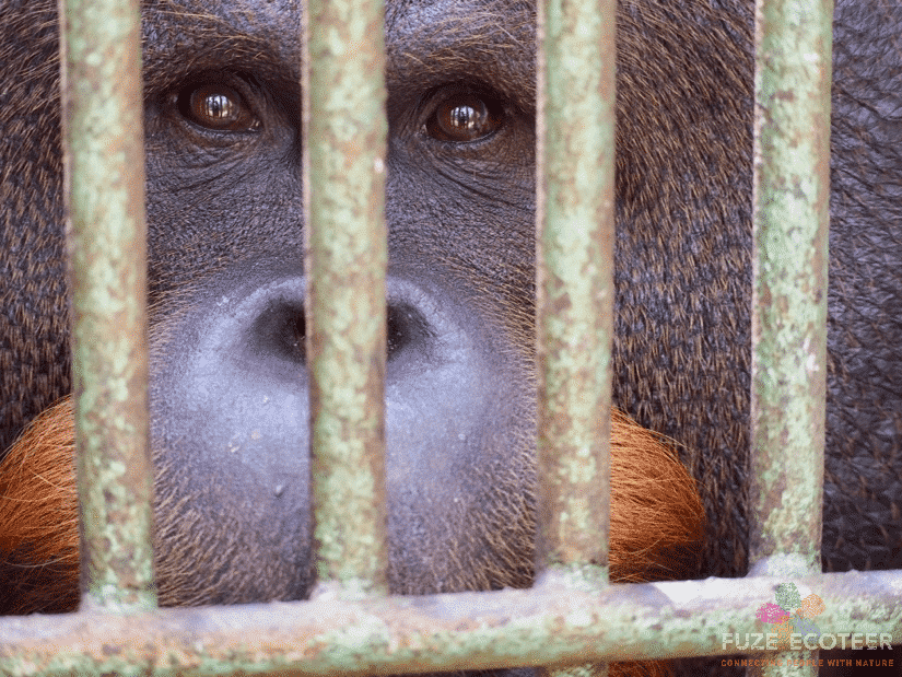 Gogon the Orangutan on World Wildlife Day