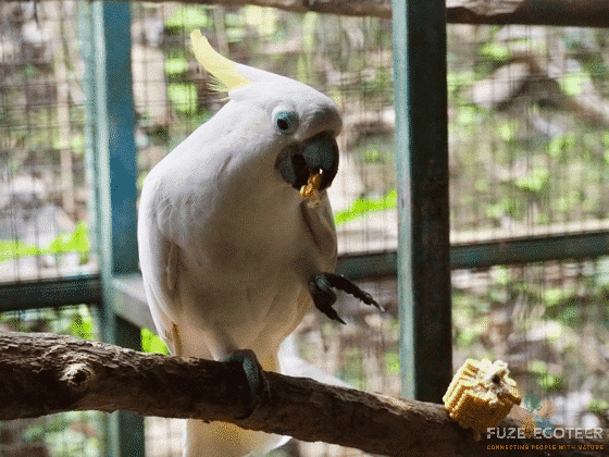 Yellow-crested Cockatoo on World Wildlife Day