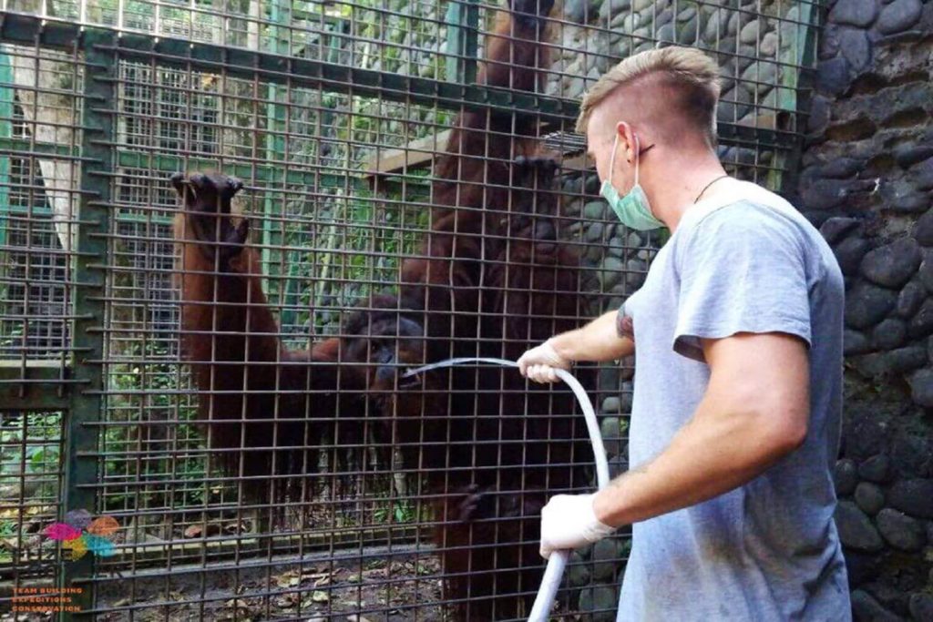 Wildlife conservation school trip care for orangutans