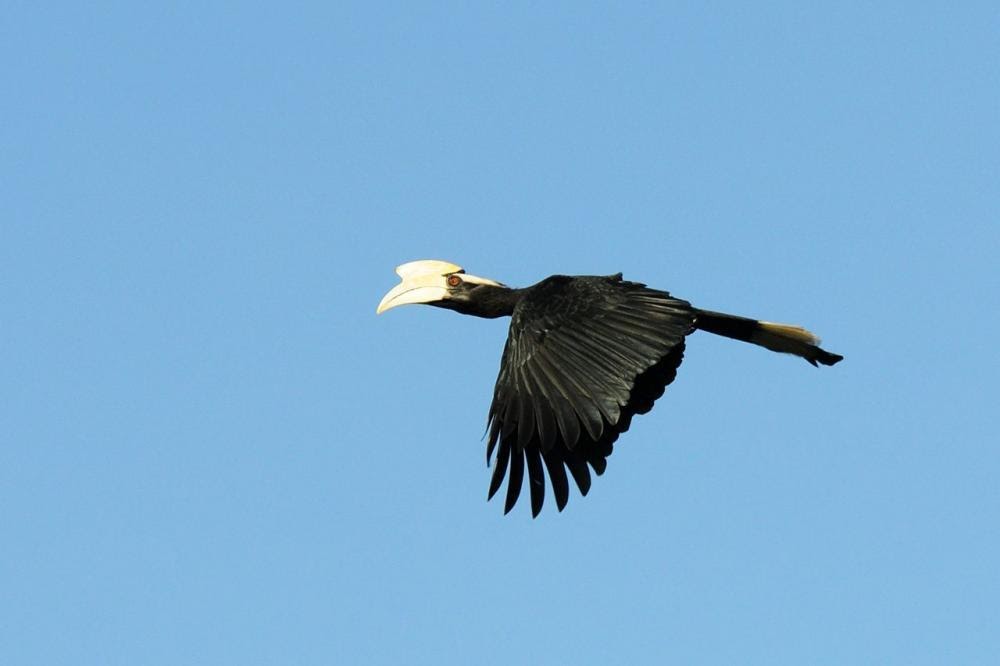Black hornbill flying across a blue sky