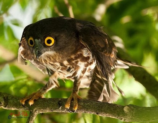 A large brown owl with wide yellow eyes