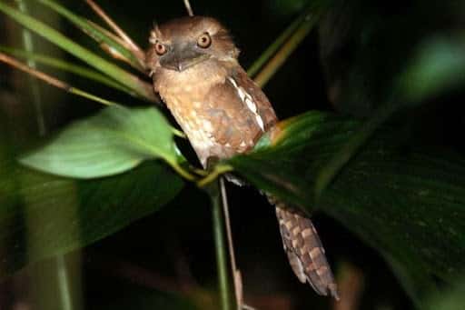 A medium-sized brown frogmouth perched in a tree