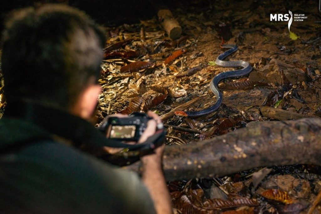 Herp research project rainforest research internship malaysia