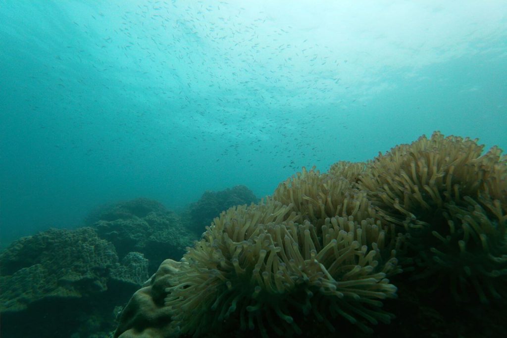 Conservation projects in Malaysia are important due to a high marine biodiversity