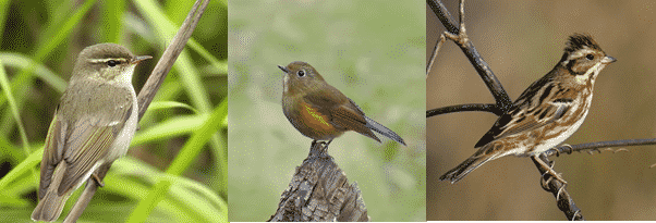 Three images of small, dull-coloured birds