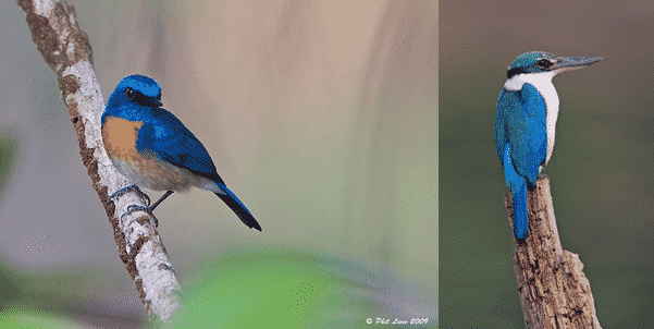 Two images of small blue birds perching on exposed branches