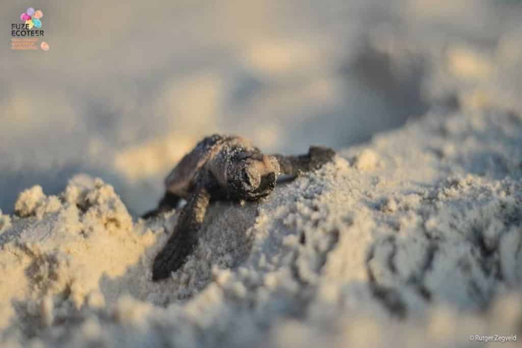 Turtle conservation volunteer project in Malaysia