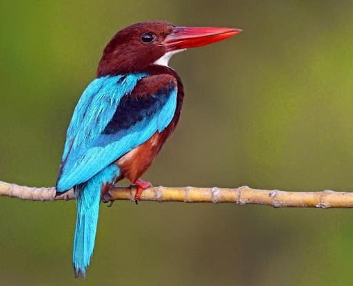 White-throated kingfisher perched on a thin branch