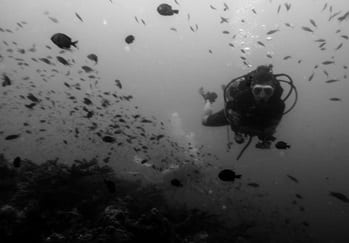 Carlotta on a coral reef survey during her divemaster internship