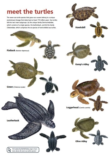 sea turtle species of the world