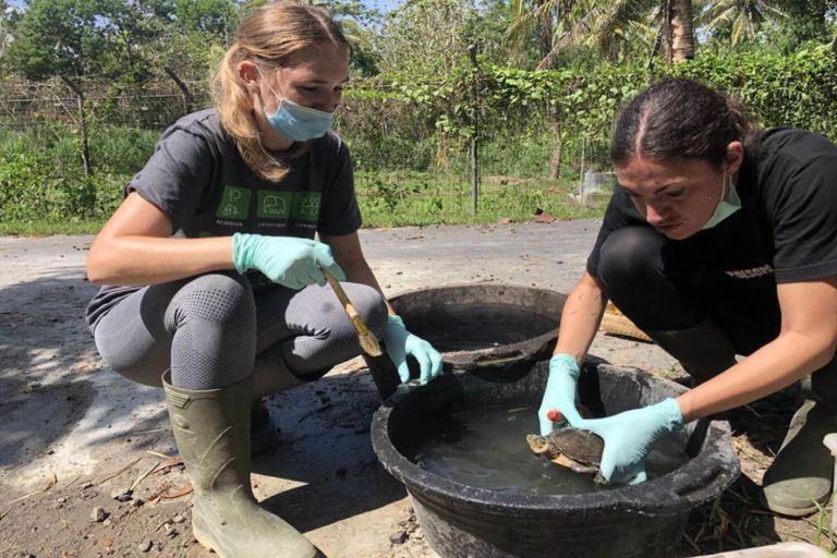 animal care conservation volunteer project tortoise