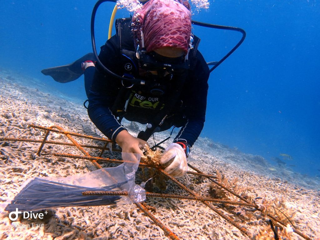 Marine Scholar Programme Perhentian Islands