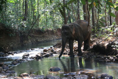 volunteering with elephants