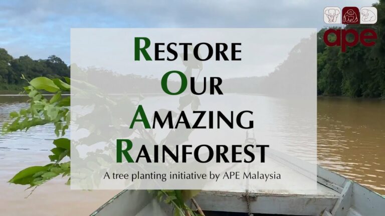 volunteer with orangutans in Sabah Borneo