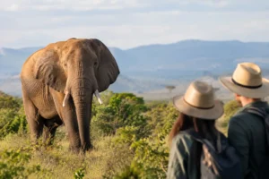 How to Choose Ethical Wildlife Tours That Help