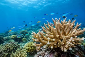 Reef Restoration Outcomes That Really Matter